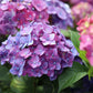 Hydrangea Endless Summer Summer Love Purple - Hortensie - Frostbeständig - Lila - 4 Pflanzen - Topf 14 cm - Höhe 20-25 cm