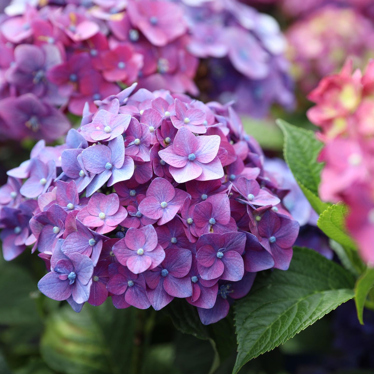 Hydrangea Endless Summer Summer Love Purple - Hortensie - Frostbeständig - Lila - 4 Pflanzen - Topf 14 cm - Höhe 20-25 cm