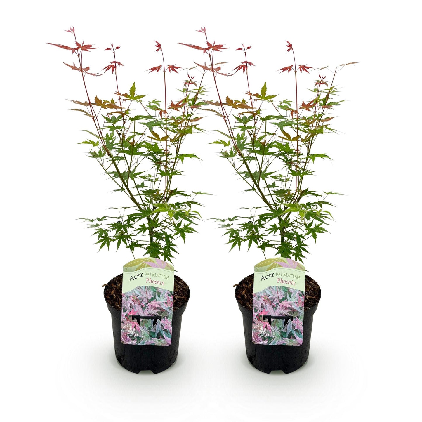 Japanischer Ahorn - Acer palmatum Phoenix - Rosa - 2 Pflanzen - Laubabwerfend - Topf 19cm Höhe 70cm