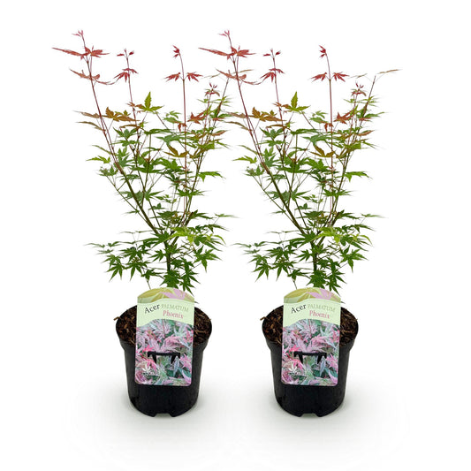 Japanischer Ahorn - Acer palmatum Phoenix - Rosa - 2 Pflanzen - Laubabwerfend - Topf 19cm Höhe 70cm