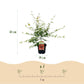 Japanischer Ahorn - Acer palmatum Pink Dwarf - Rosa - 2 Pflanzen - Laubabwerfend - Topf 19cm Höhe 70cm