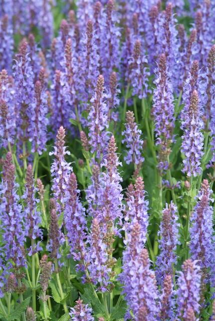 Salvia nemorosa 'Caradonna 6x - ↕10-25cm - Ø9cm