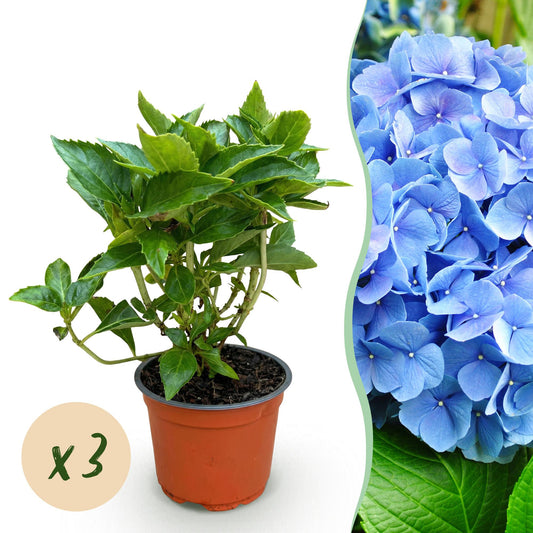 Hydrangea macrophylla Blau - Hortensie - Winterhart - Blau - 3 Pflanzen - Topf 12cm - Höhe 20-30cm