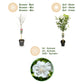 Hibiscus syriacus White Chiffon® - Terrassenpflanze - Laubabwerfend - Winterhart - Weiße Blüte - Topf 19cm Höhe 90cm