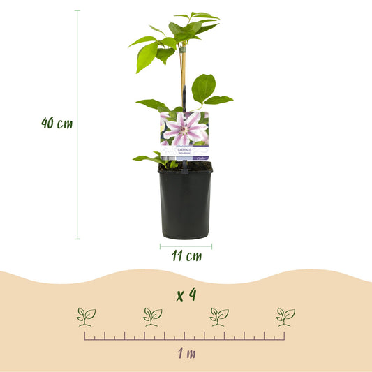 Kletterpflanze - Clematis Nelly Moser - Blüte Rosa - Wenig Pflege - 2 Pflanzen - Topf 11cm Höhe 40cm