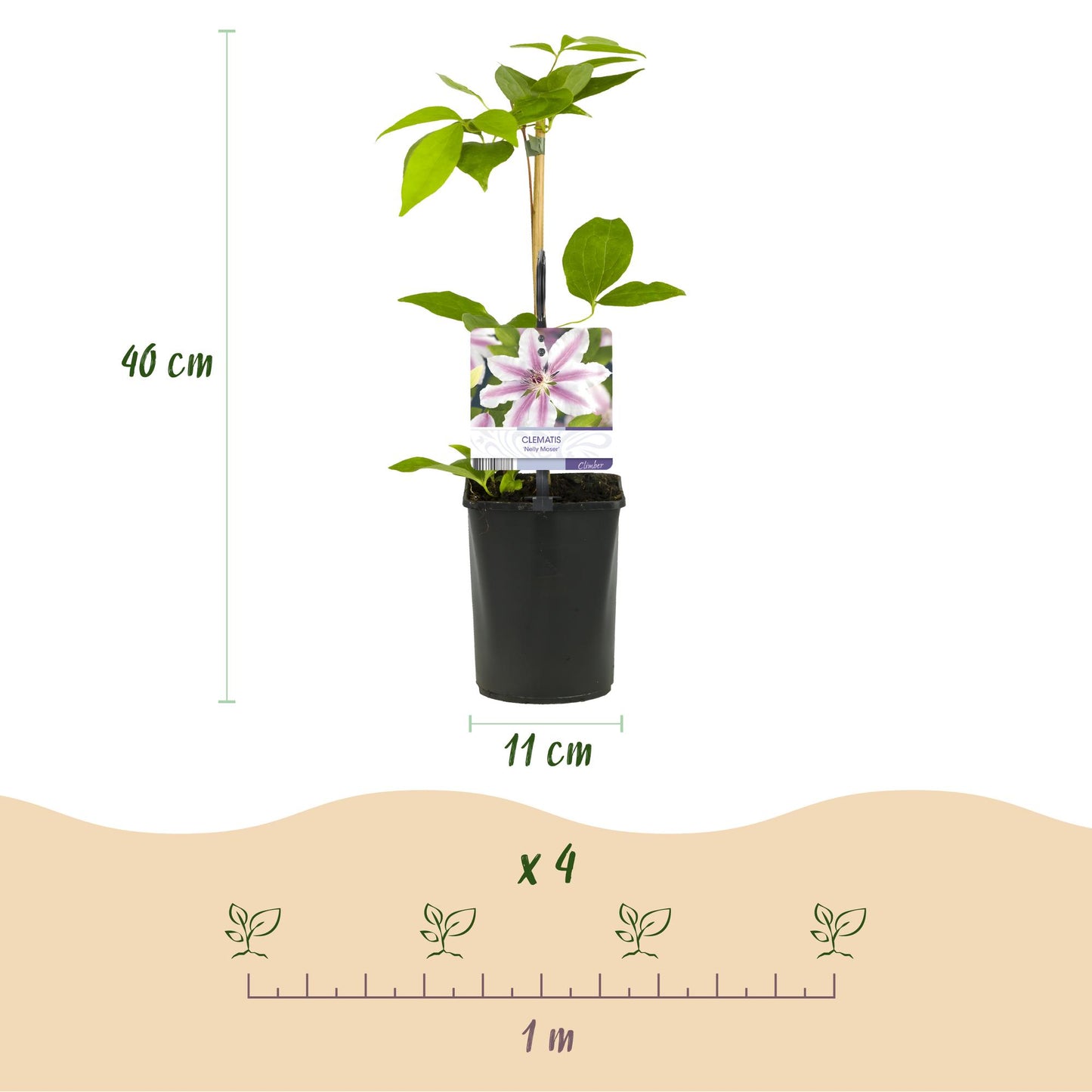 Kletterpflanze - Clematis Nelly Moser - Blüte Rosa - Wenig Pflege - 2 Pflanzen - Topf 11cm Höhe 40cm
