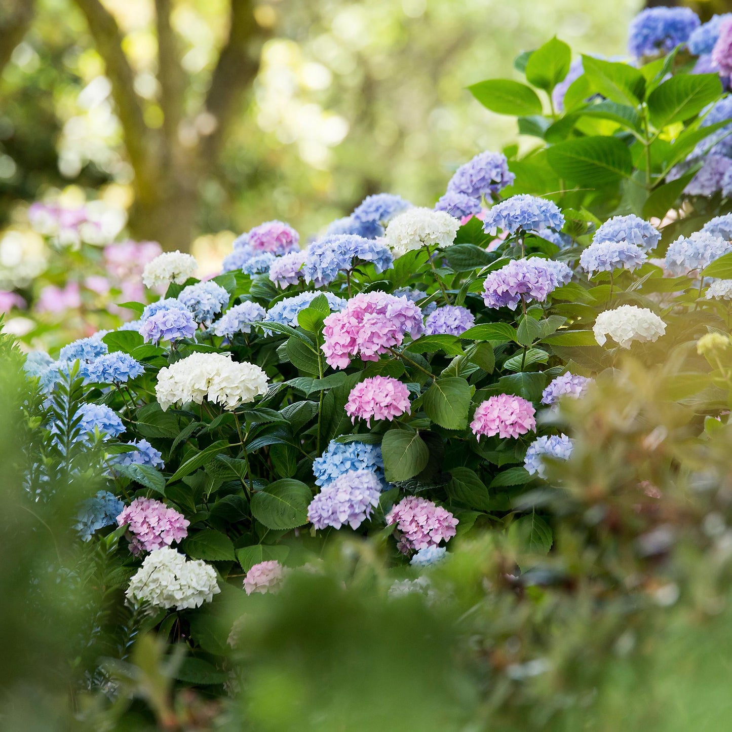 Hydrangea Endless Summer Blue - Pink - White - Hortensie - Winterhart - Blau - Rosa - Weiß - 3 Pflanzen - Topf 14cm - Höhe 20-25cm