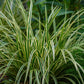 GreenboutiQ - Ziergräser - Carex morrowii Ice Dance - Weiß & Grün - 4 Pflanzen - Immergrün - Wenig Pflege - Topf 17cm Höhe 50cm