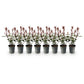 Heckenpflanzen - Photinia fraseri Carre Rouge - rot grün Blatt - 8 Pflanzen - 1 laufender Meter - immergrün - Topf 9cm Höhe 30-35cm