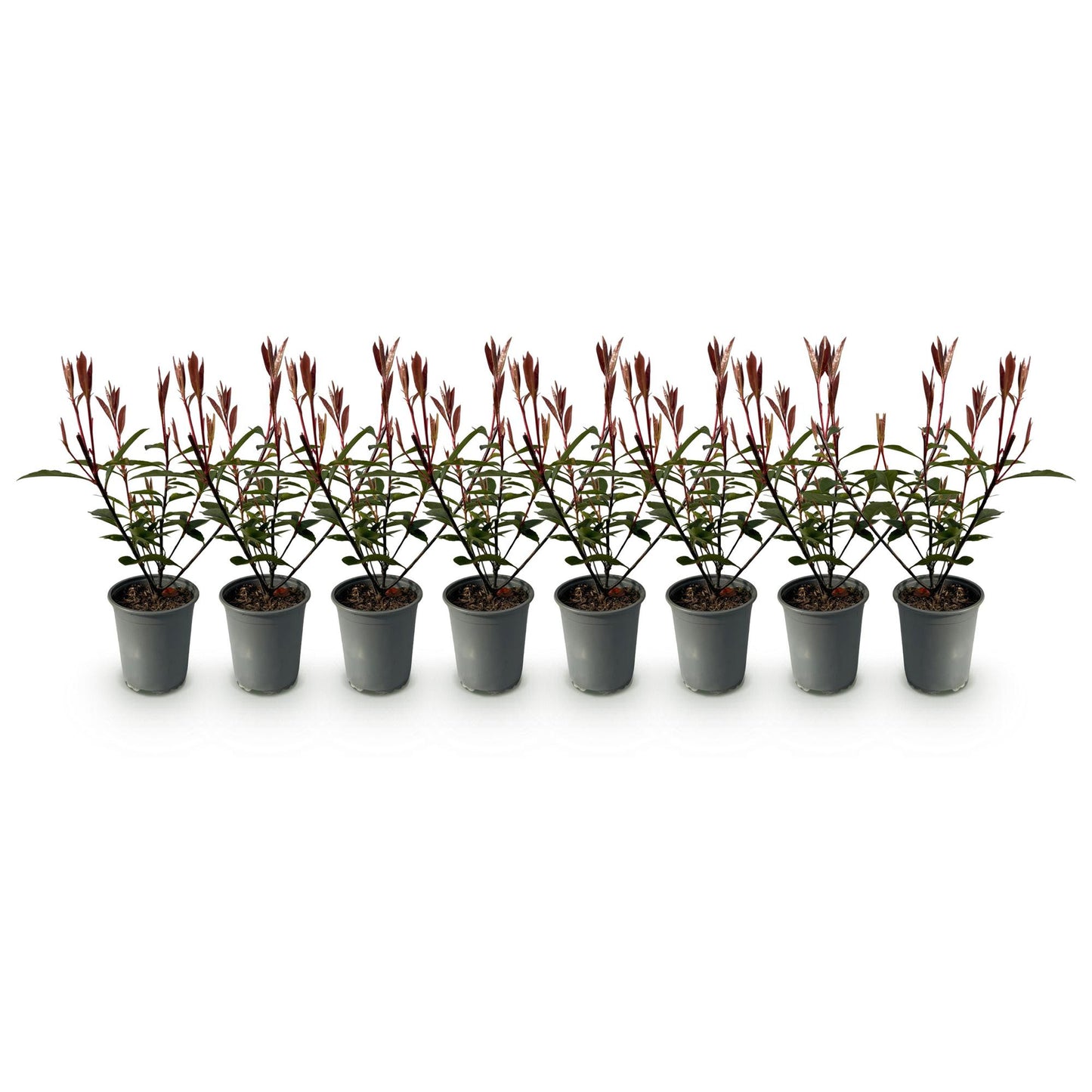 Heckenpflanzen - Photinia fraseri Carre Rouge - rot grün Blatt - 8 Pflanzen - 1 laufender Meter - immergrün - Topf 9cm Höhe 30-35cm