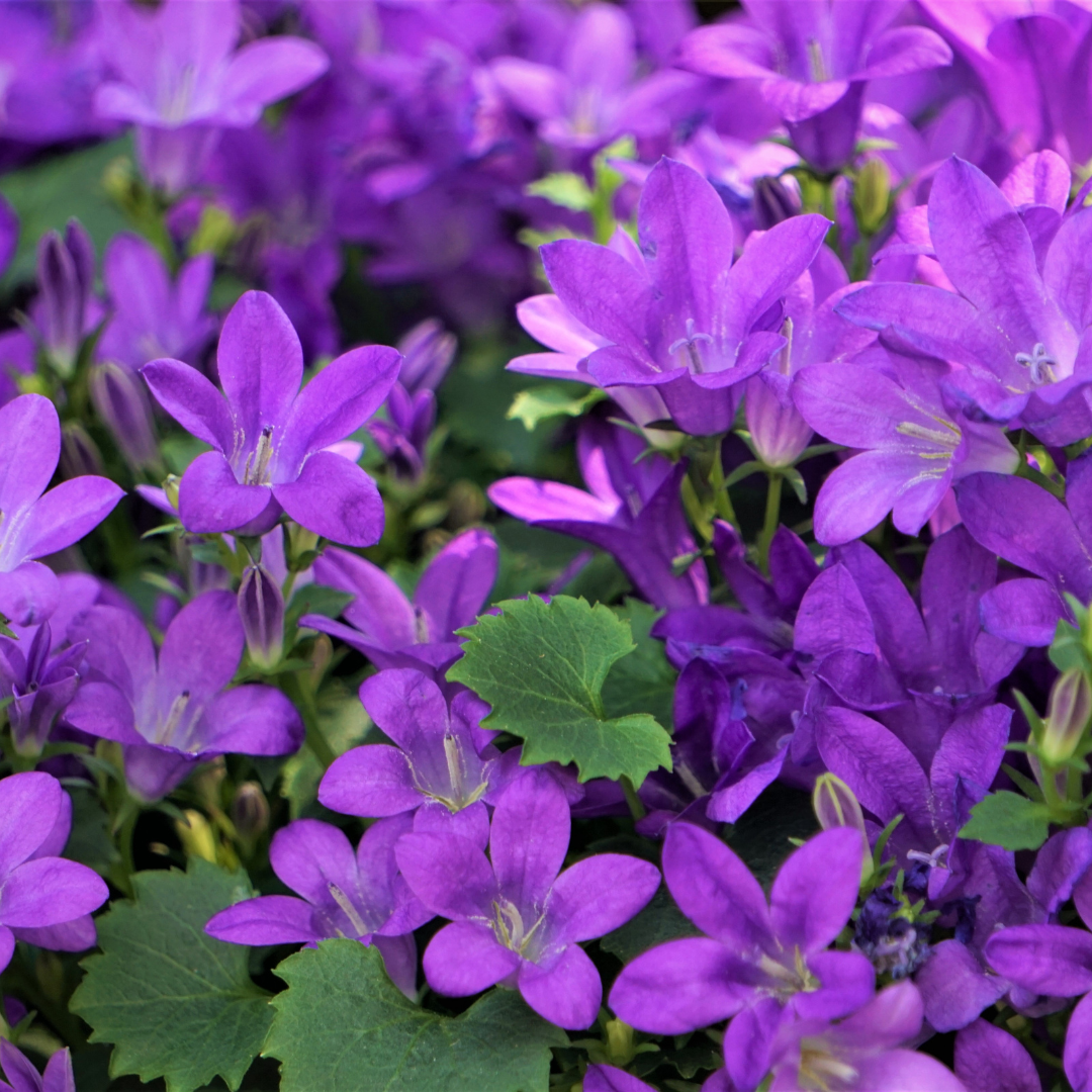 Campanula portenschlagiana - ↕10-25cm - Ø9cm, 24x
