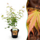 Japanischer Ahorn - Acer palmatum Katsura - Orange - 1 Pflanze - Laubabwerfend - Topf 19cm Höhe 70cm