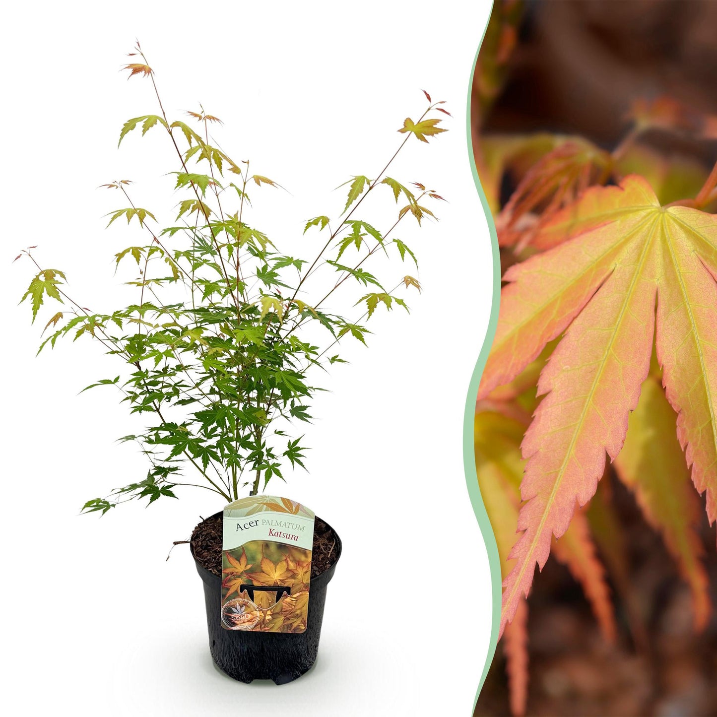 Japanischer Ahorn - Acer palmatum Katsura - Orange - 1 Pflanze - Laubabwerfend - Topf 19cm Höhe 70cm
