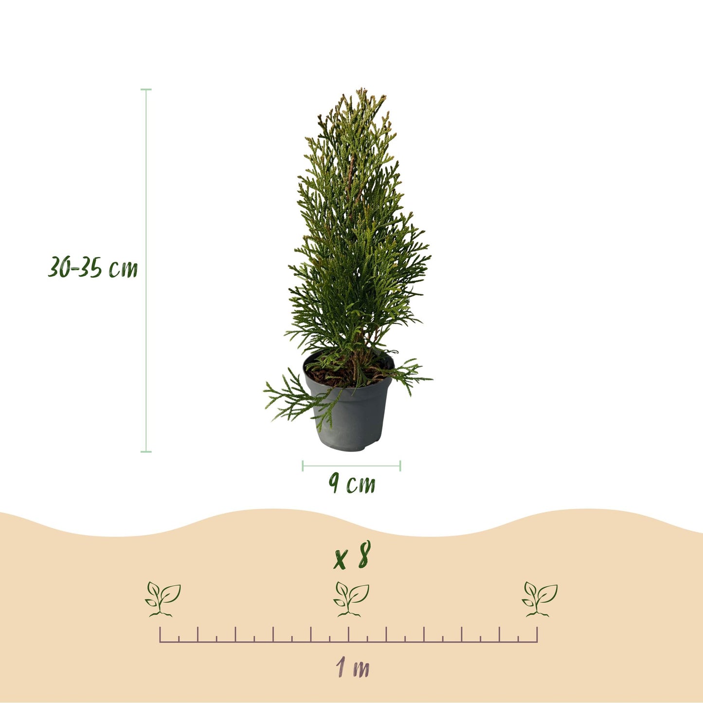 Heckenpflanzen - Thuja occidentalis Smaragd - Blatt grün - 8 Pflanzen - 1 laufender Meter - immergrün - Topf 9cm Höhe 30cm