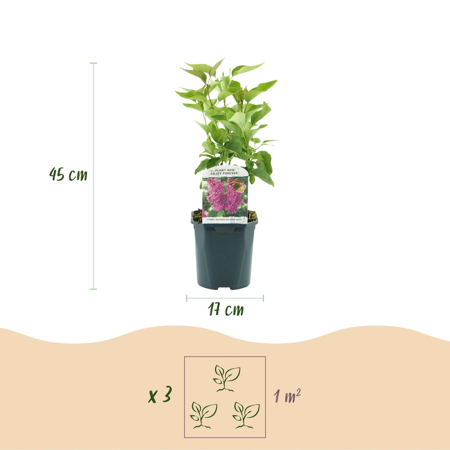 Syringa vulgaris Ludwig Spath - Common Lilac - Flieder - winterhart - violett - 1 Pflanze - Topf 17cm - Höhe 45cm