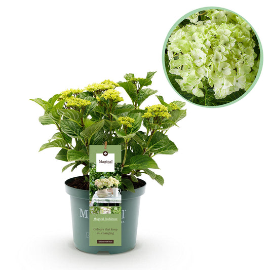 Hortensie - Hydrangea Magical Nobless - Weiß - 6-10 Blüten - Topf 23cm Höhe 55cm