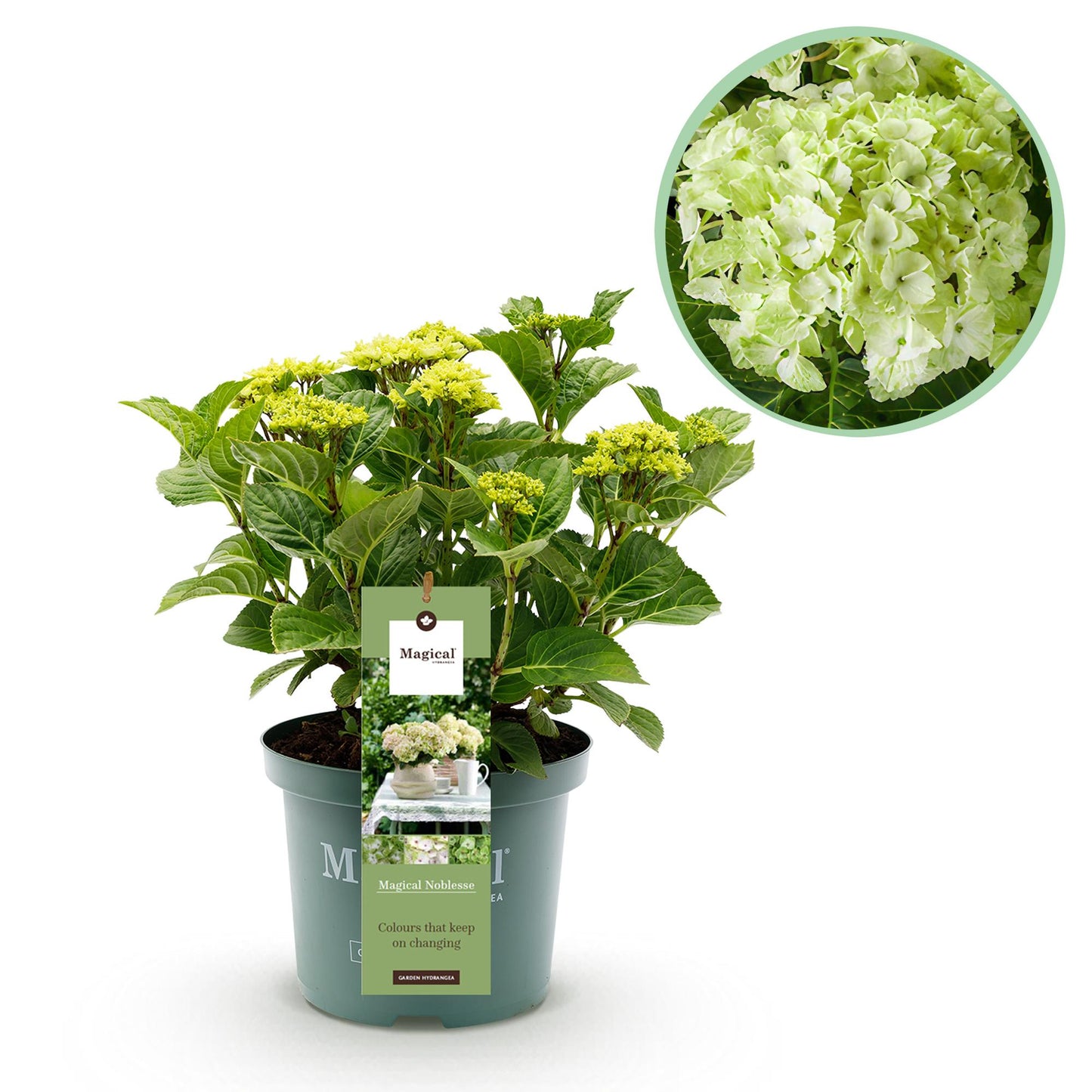 Hortensie - Hydrangea Magical Nobless - Weiß - 6-10 Blüten - Topf 23cm Höhe 55cm