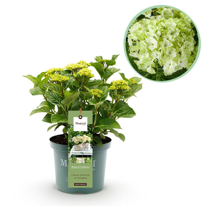 Hortensie - Hydrangea Magical Nobless - Weiß - 6-10 Blüten - Topf 23cm Höhe 55cm