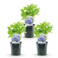 Hortensie - Hydrangea macrophylla Blau - Blüte Blau - 3 Pflanzen - 1m2 - Laubabwerfend - Wenig Pflege - Topf 17cm Höhe 30cm