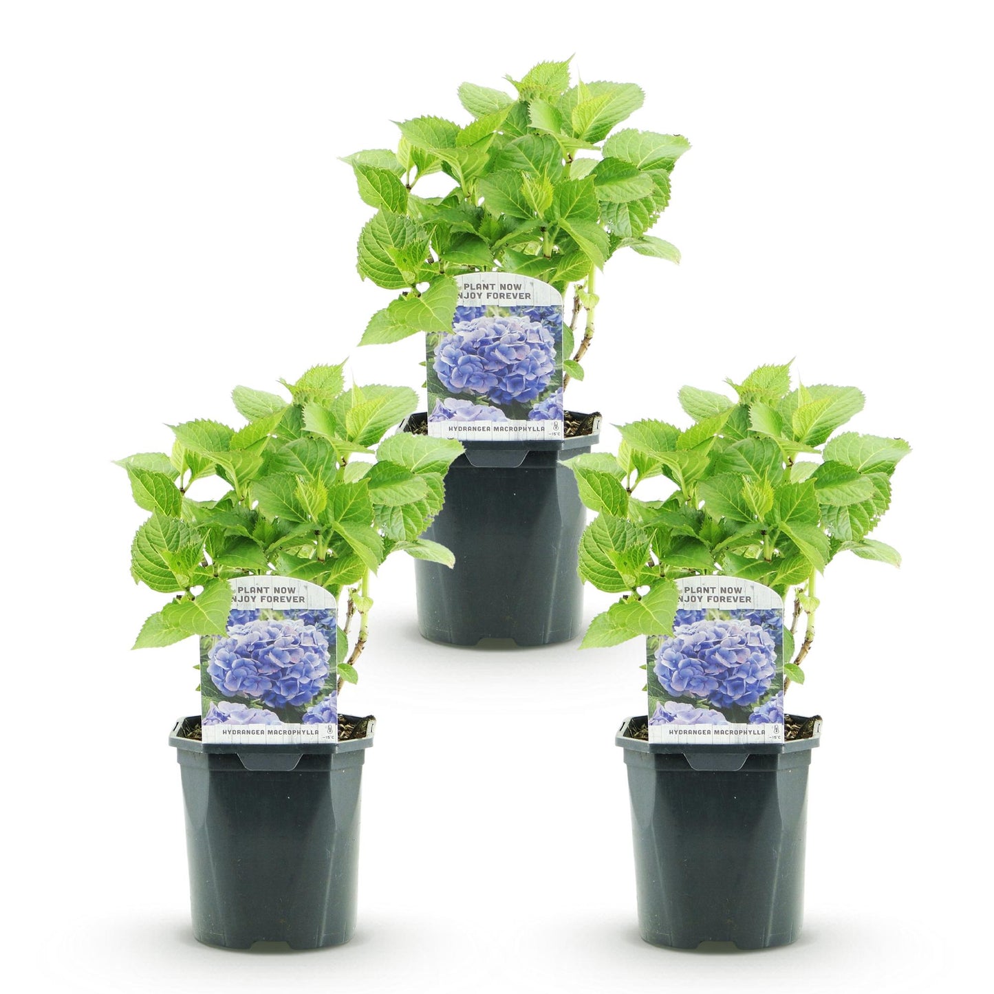 Hortensie - Hydrangea macrophylla Blau - Blüte Blau - 3 Pflanzen - 1m2 - Laubabwerfend - Wenig Pflege - Topf 17cm Höhe 30cm