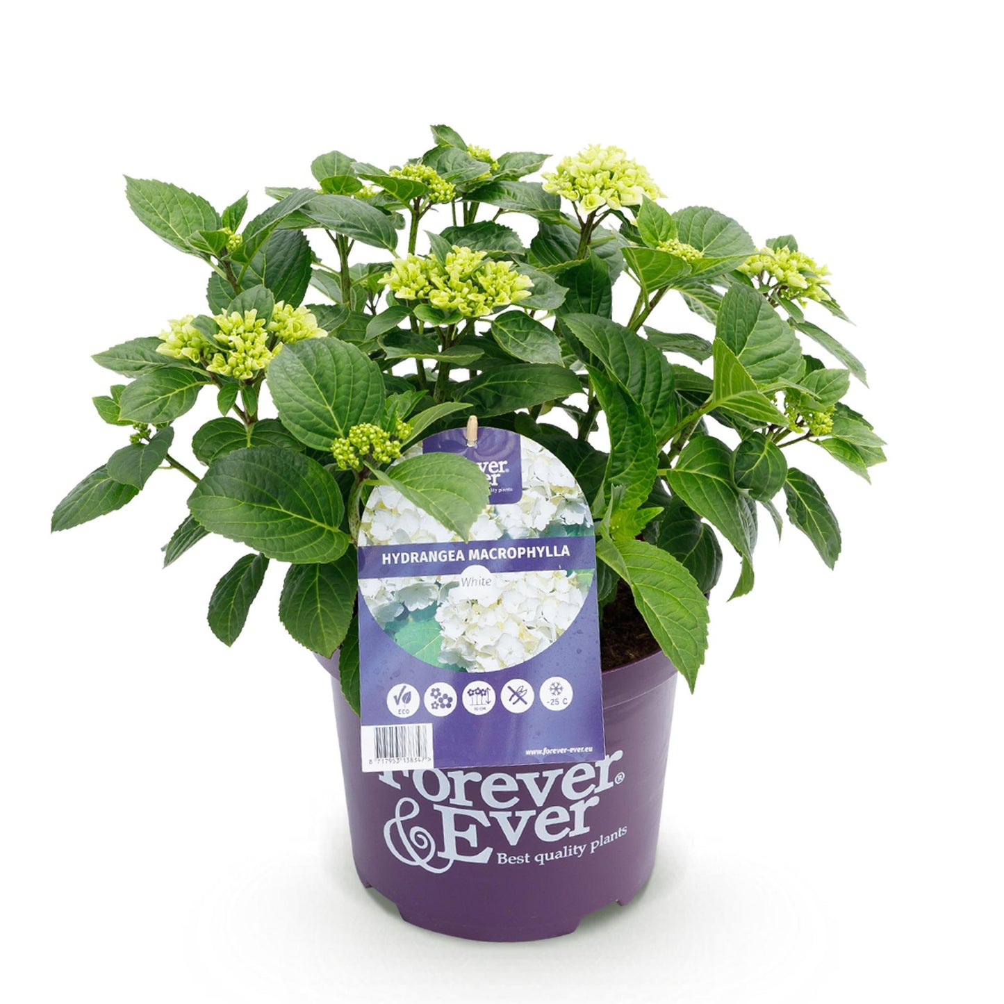 Balkonpflanze - Hortensie - Hydrangea Forever & Ever - Weiß - 7-12 Blüten - Topf 23cm Höhe 55cm