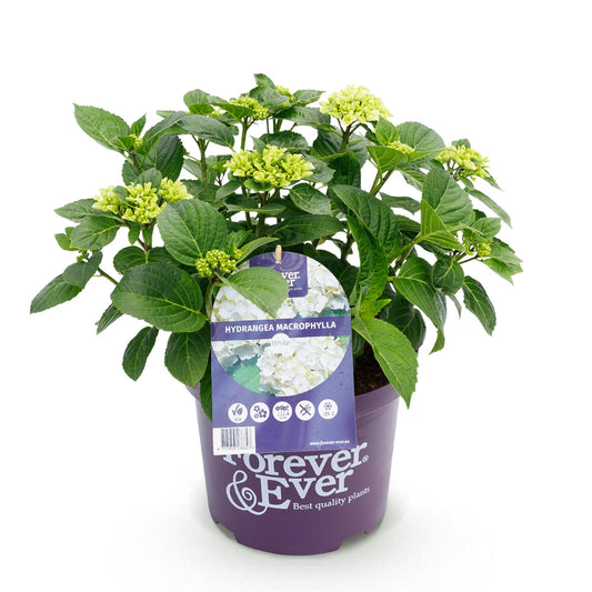 Balkonpflanze - Hortensie - Hydrangea Forever & Ever - Weiß - 7-12 Blüten - Topf 23cm Höhe 55cm