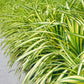 Ziergräser - Carex oshimensis Evergold - Gelb & Grün - 1 Pflanze - Immergrün - Winterhart - Topf 17cm Höhe 50cm