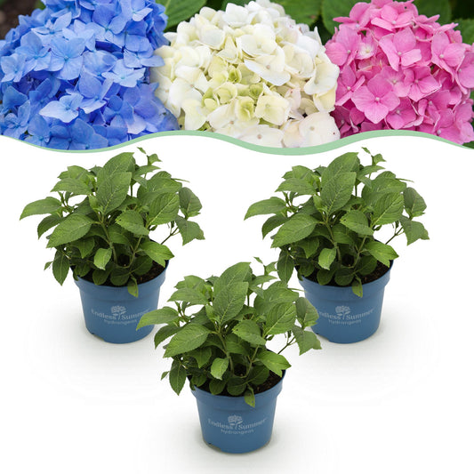 Hydrangea Endless Summer Blue - Pink - White - Hortensie - Winterhart - Blau - Rosa - Weiß - 3 Pflanzen - Topf 14cm - Höhe 20-25cm
