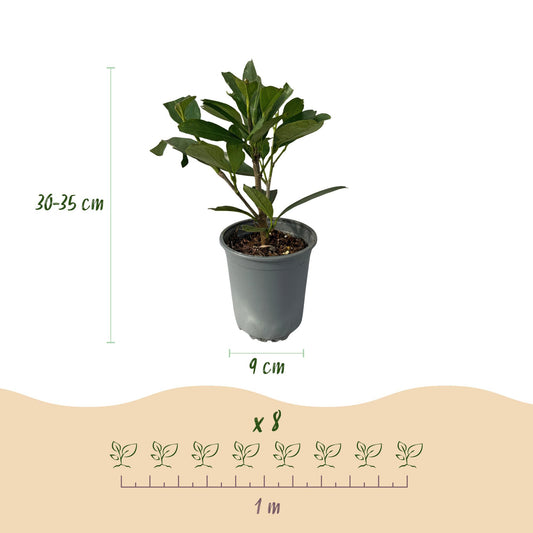 Heckenpflanzen - Prunus laurocerasus Caucasica - Blatt grün - 8 Pflanzen - 1 laufenden Meter - immergrün - Topf 9cm Höhe 30-35cm