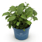 Hydrangea Endles Summer The Orginal Blue - Hortensie - Winterhart - Blau - 1 Pflanze - Topf 14cm - Höhe 20-25cm