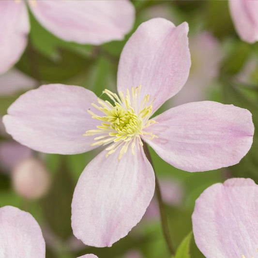 Kletterpflanze - Clematis montana Rubens - Blüte Rosa - Frühblühend - Wenig Pflege - 2 Pflanzen - Topf 11cm Höhe 40cm