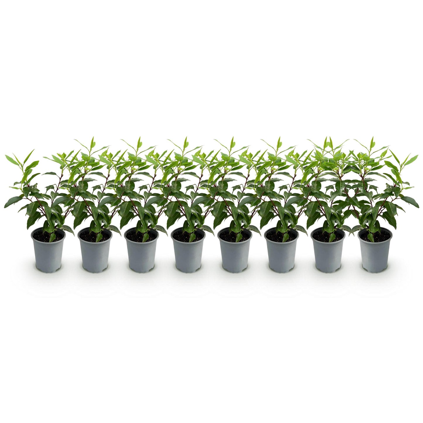 Heckenpflanzen - Prunus lusitanica Angustifolia - Blatt grün - 8 Pflanzen - 1 laufender Meter - immergrün - Topf 9cm Höhe 30-35cm