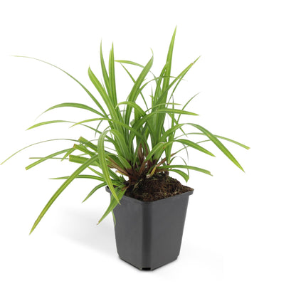 24x Carex morrowii 'Irish Green' - ↕10-25cm - Ø9cm