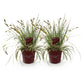 Ziergräser - Carex oshimensis Evergold - Gelb & Grün - 2 Pflanzen - Immergrün - Wenig Pflege - Topf 17cm Höhe 50cm