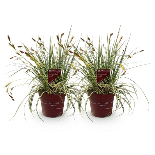 Ziergräser - Carex oshimensis Evergold - Gelb & Grün - 2 Pflanzen - Immergrün - Wenig Pflege - Topf 17cm Höhe 50cm