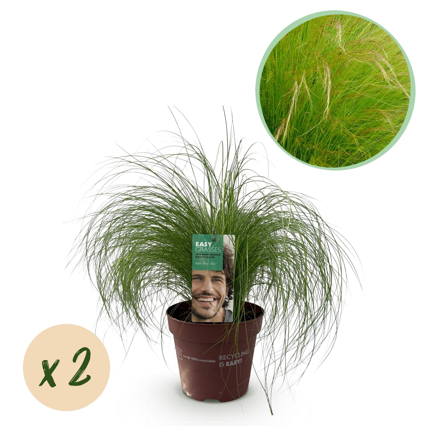 Ziergräser - Stipa tenuifolia Pony Tails - Grün - 2 Pflanzen - Immergrün - Wenig Pflege - Topf 17cm Höhe 50cm