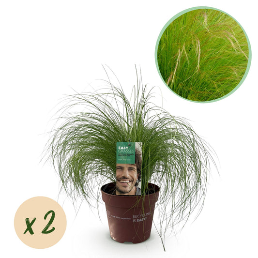 Ziergräser - Stipa tenuifolia Pony Tails - Grün - 2 Pflanzen - Immergrün - Wenig Pflege - Topf 17cm Höhe 50cm