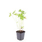 48x Geranium 'Johnson's Blue' - ↕10-25cm - Ø9cm
