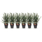Heckenpflanzen - Taxus baccata - Blatt grün - 6 Pflanzen - 1 laufender Meter - immergrün - Topf 17cm Höhe 60cm