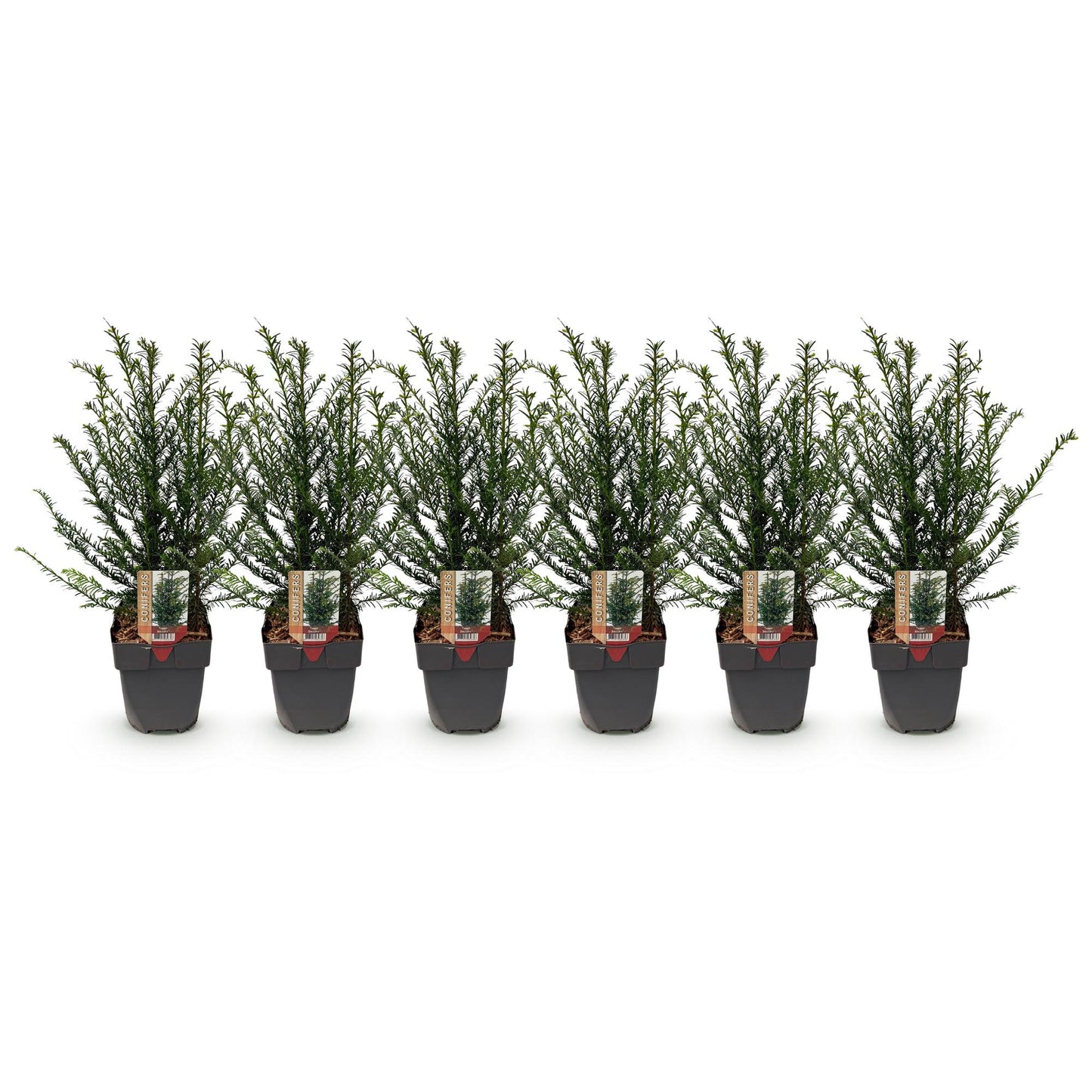 Heckenpflanzen - Taxus baccata - Blatt grün - 6 Pflanzen - 1 laufender Meter - immergrün - Topf 17cm Höhe 60cm
