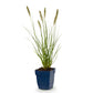 Lampenputzergras - Gras - Pennisetum alop. Hameln -  Mit Plume - Grün - 1 Pflanzen - Topf 11cm - Höhe 15-25cm