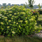 Hydrangea arborescens FlowerWOW - Hortensie - Winterhart - Weiß - 1 Pflanze - Topf 14cm - Höhe 20-30cm