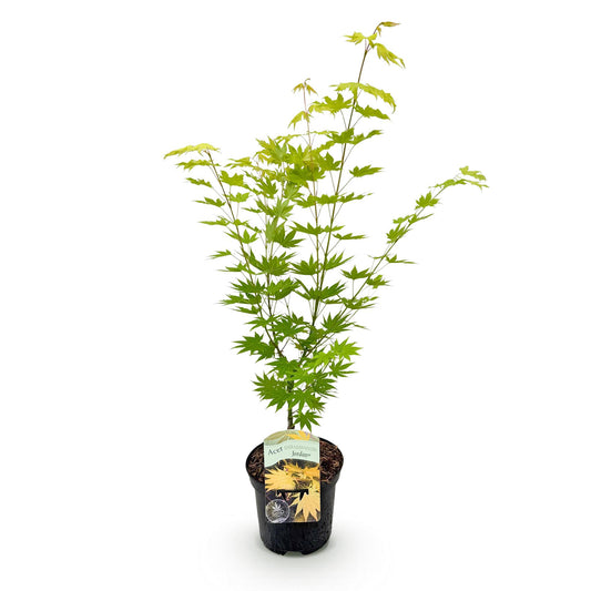 Japanischer Ahorn - Acer palmatum Jordan - Gelb - 1 Pflanze - Laubabwerfend - Topf 19cm Höhe 70cm