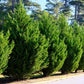 Heckenpflanzen - Cupressocyparis leylandii - Blatt grün - 8 Pflanzen - 1 laufender Meter - immergrün - Topf 9cm Höhe 35-40cm