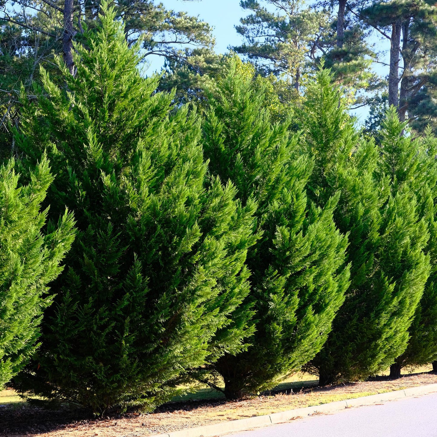 Heckenpflanzen - Cupressocyparis leylandii - Blatt grün - 8 Pflanzen - 1 laufender Meter - immergrün - Topf 9cm Höhe 35-40cm