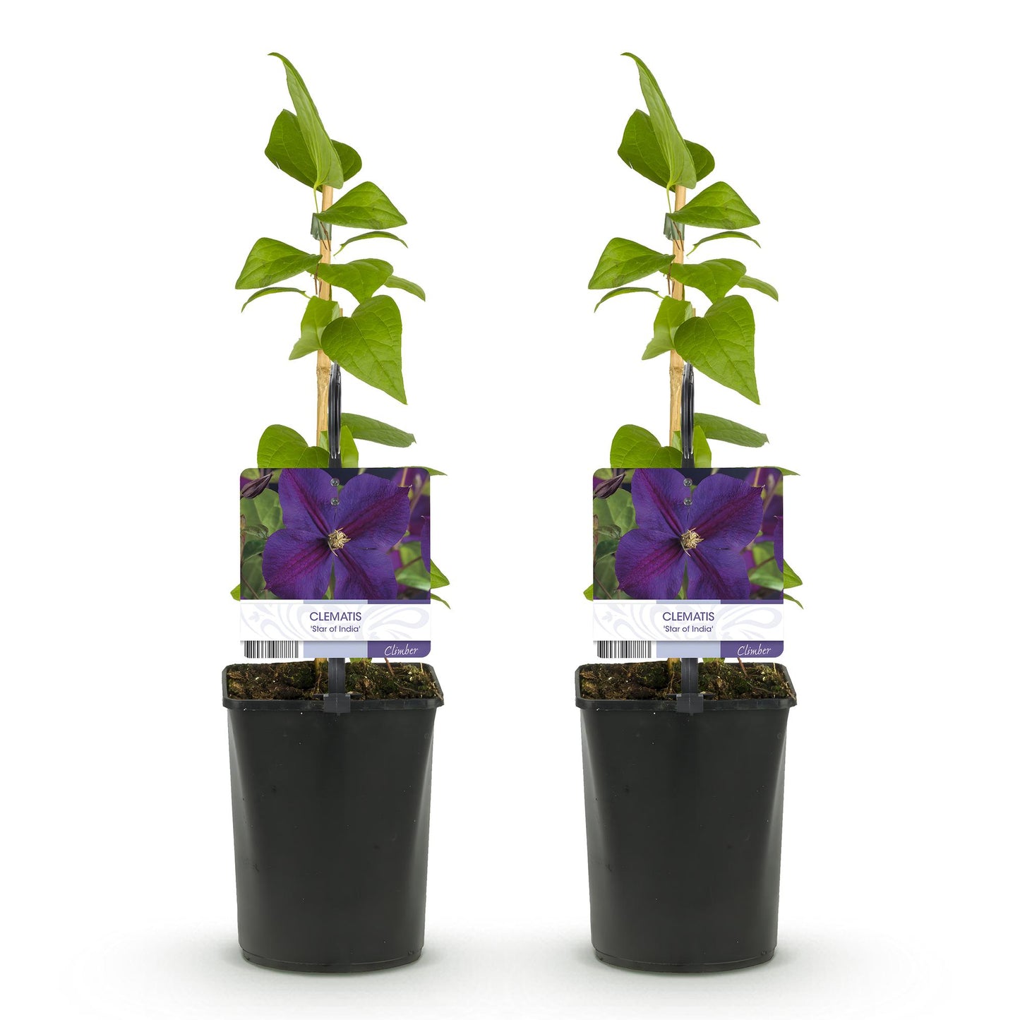 Kletterpflanze - Clematis Star of India - Blüte Rosa - Pflegeleicht - 2 Pflanzen - Topf 11cm Höhe 40cm