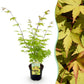 Japanischer Ahorn - Acer palmatum Summergold - Gelb - 1 Pflanze - Laubabwerfend - Topf 19cm Höhe 70cm