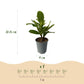 Heckenpflanzen - Prunus laurocerasus Rotundifolia - Blatt grün - 8 Pflanzen - 1 laufender Meter - immergrün - Topf 9cm Höhe 30-35cm