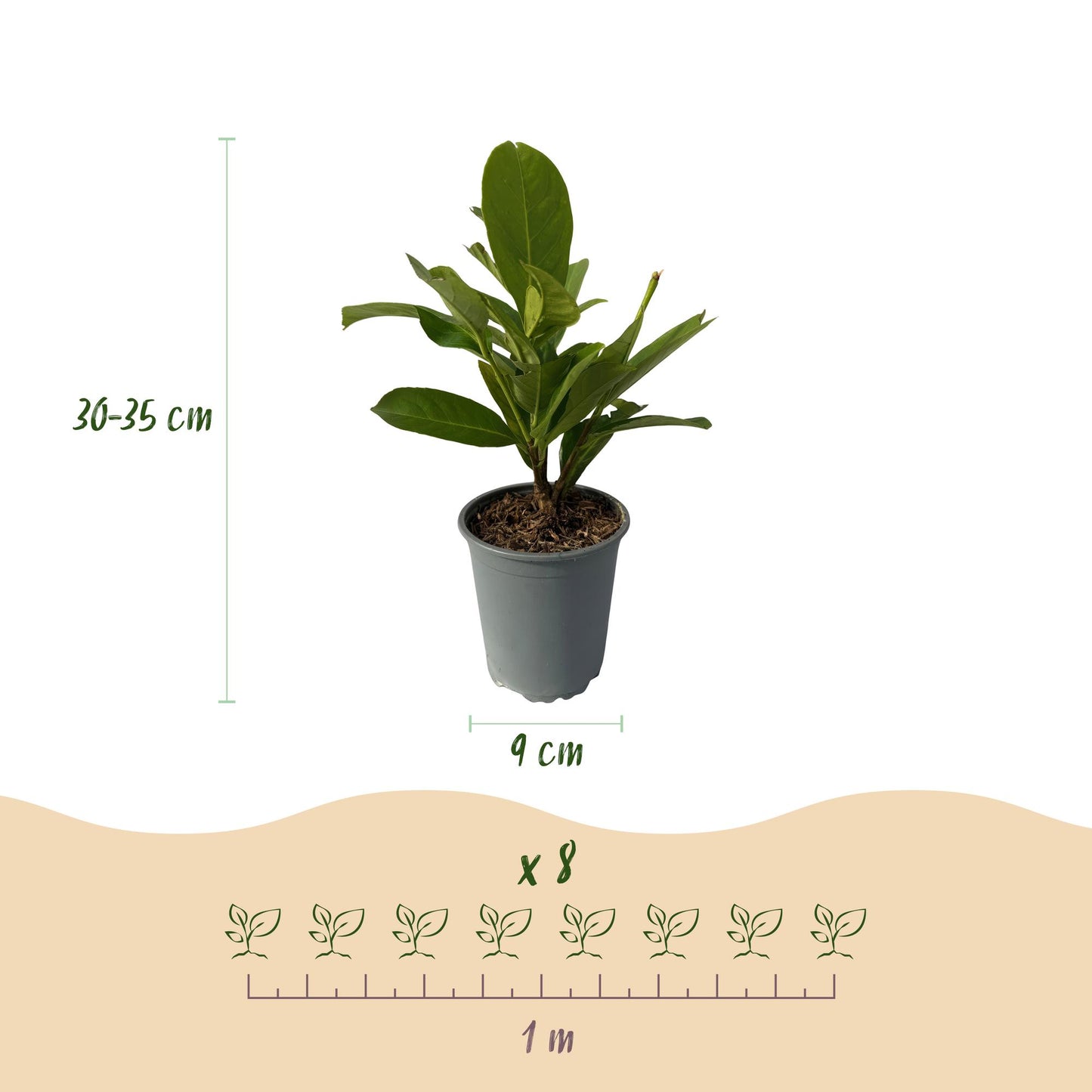 Heckenpflanzen - Prunus laurocerasus Rotundifolia - Blatt grün - 8 Pflanzen - 1 laufender Meter - immergrün - Topf 9cm Höhe 30-35cm