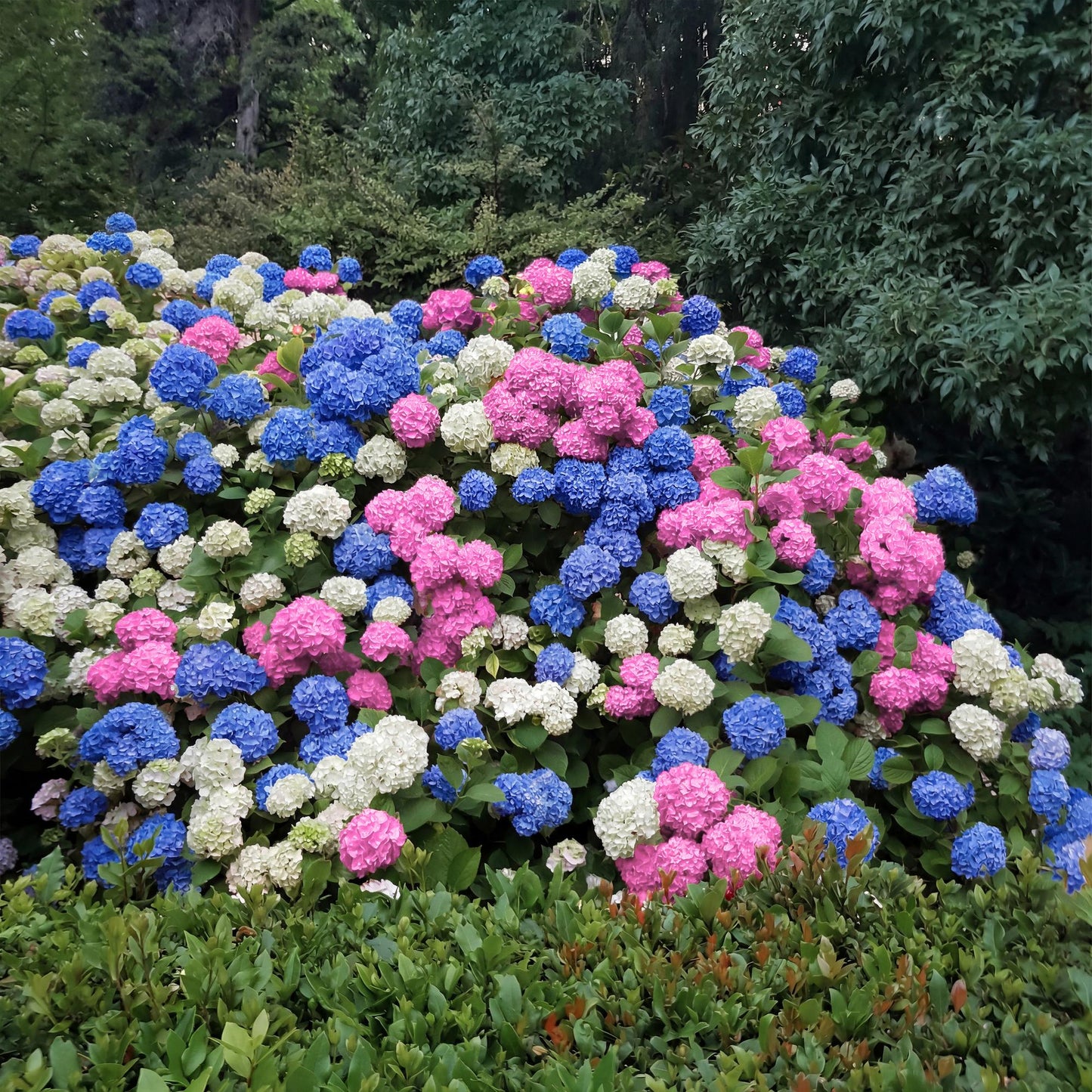Hortensie - Hydrangea macrophylla Tricolour - Blüte Blau, Rosa und Weiß - 3 Pflanzen - Laubabwerfend - Wenig Pflege - Topf 17cm Höhe 30cm